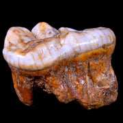 1.6" Extinct Cave Bear Ursus Spelaeus Molar Tooth Rooted Pleistocene Age COA