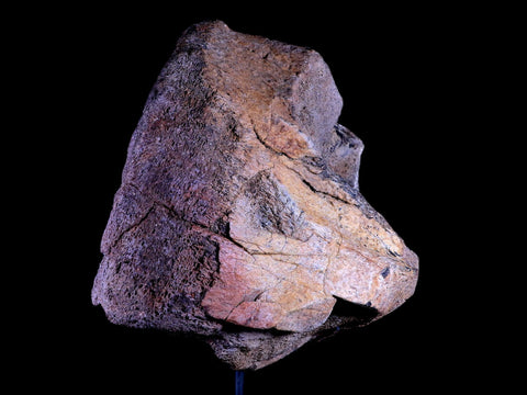 9" Diplodocus Dinosaur Fossil Limb Bone Morrison FM WY Jurassic Age COA Stand - Fossil Age Minerals