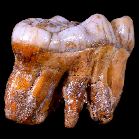 1.6" Extinct Cave Bear Ursus Spelaeus Molar Tooth Rooted Pleistocene Age COA