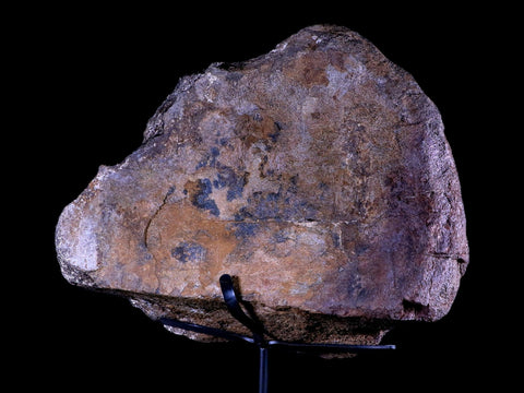 9" Diplodocus Dinosaur Fossil Limb Bone Morrison FM WY Jurassic Age COA Stand - Fossil Age Minerals