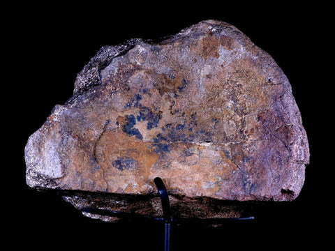 9" Diplodocus Dinosaur Fossil Limb Bone Morrison FM WY Jurassic Age COA Stand - Fossil Age Minerals