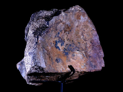 9" Diplodocus Dinosaur Fossil Limb Bone Morrison FM WY Jurassic Age COA Stand - Fossil Age Minerals