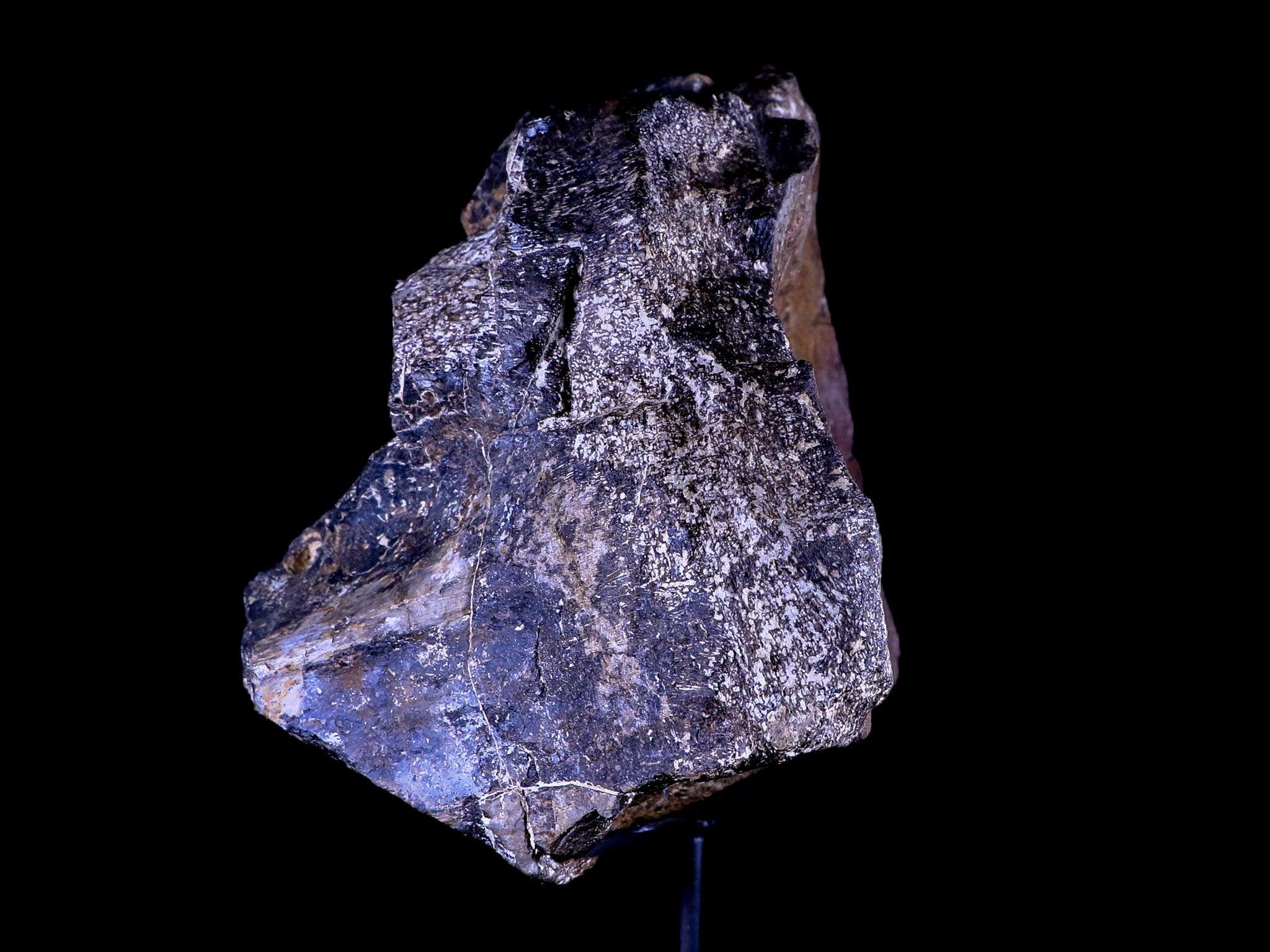 9" Diplodocus Dinosaur Fossil Limb Bone Morrison FM WY Jurassic Age COA Stand - Fossil Age Minerals