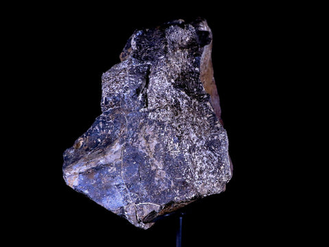 9" Diplodocus Dinosaur Fossil Limb Bone Morrison FM WY Jurassic Age COA Stand - Fossil Age Minerals