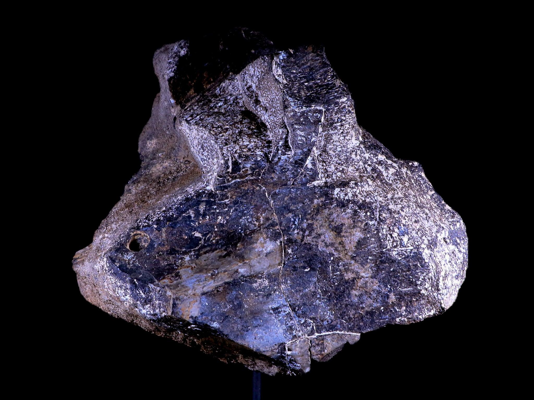 9" Diplodocus Dinosaur Fossil Limb Bone Morrison FM WY Jurassic Age COA Stand - Fossil Age Minerals