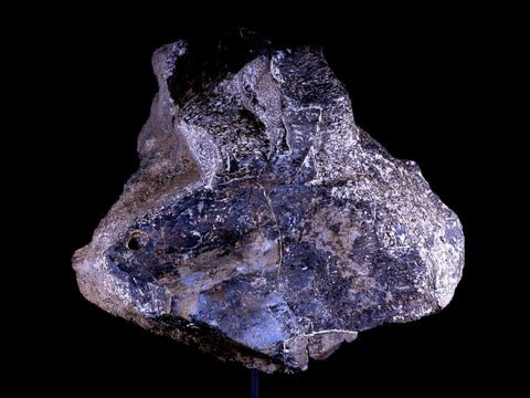 9" Diplodocus Dinosaur Fossil Limb Bone Morrison FM WY Jurassic Age COA Stand - Fossil Age Minerals