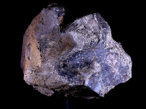 9" Diplodocus Dinosaur Fossil Limb Bone Morrison FM WY Jurassic Age COA Stand - Fossil Age Minerals