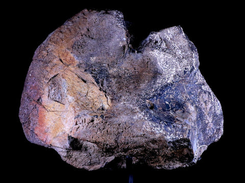 9" Diplodocus Dinosaur Fossil Limb Bone Morrison FM WY Jurassic Age COA Stand - Fossil Age Minerals