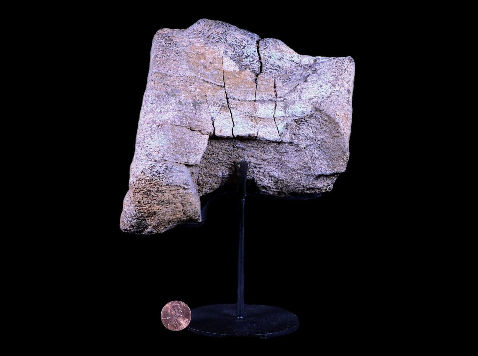 5.5" Camarasaurus Dinosaur Fossil Vertebrae Bone Morrison FM CO Jurassic COA Stand - Fossil Age Minerals