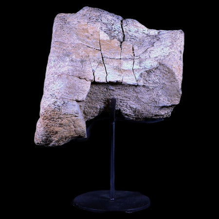 5.5" Camarasaurus Dinosaur Fossil Vertebrae Bone Morrison FM CO Jurassic COA Stand