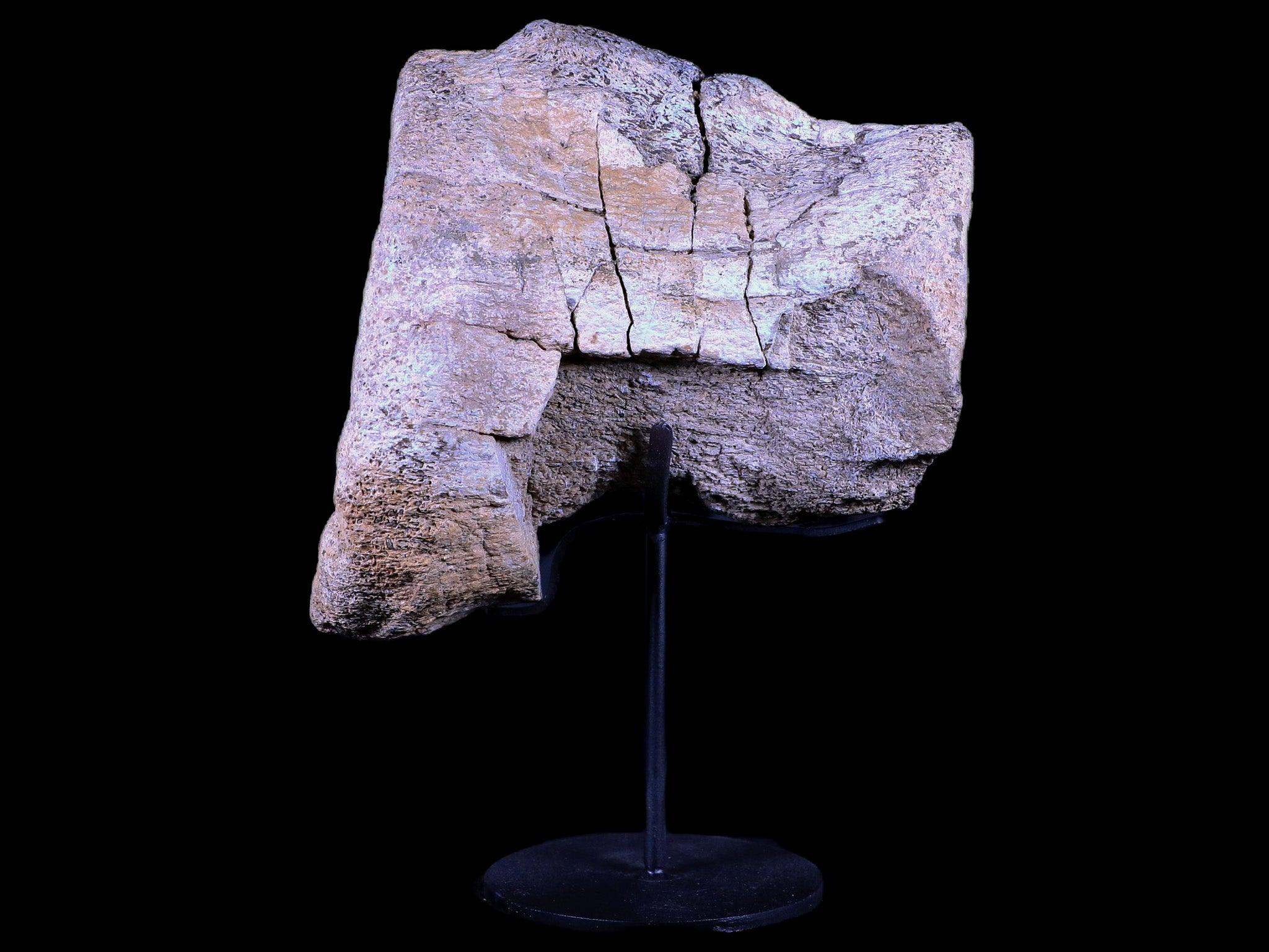 5.5" Camarasaurus Dinosaur Fossil Vertebrae Bone Morrison FM CO Jurassic COA Stand - Fossil Age Minerals