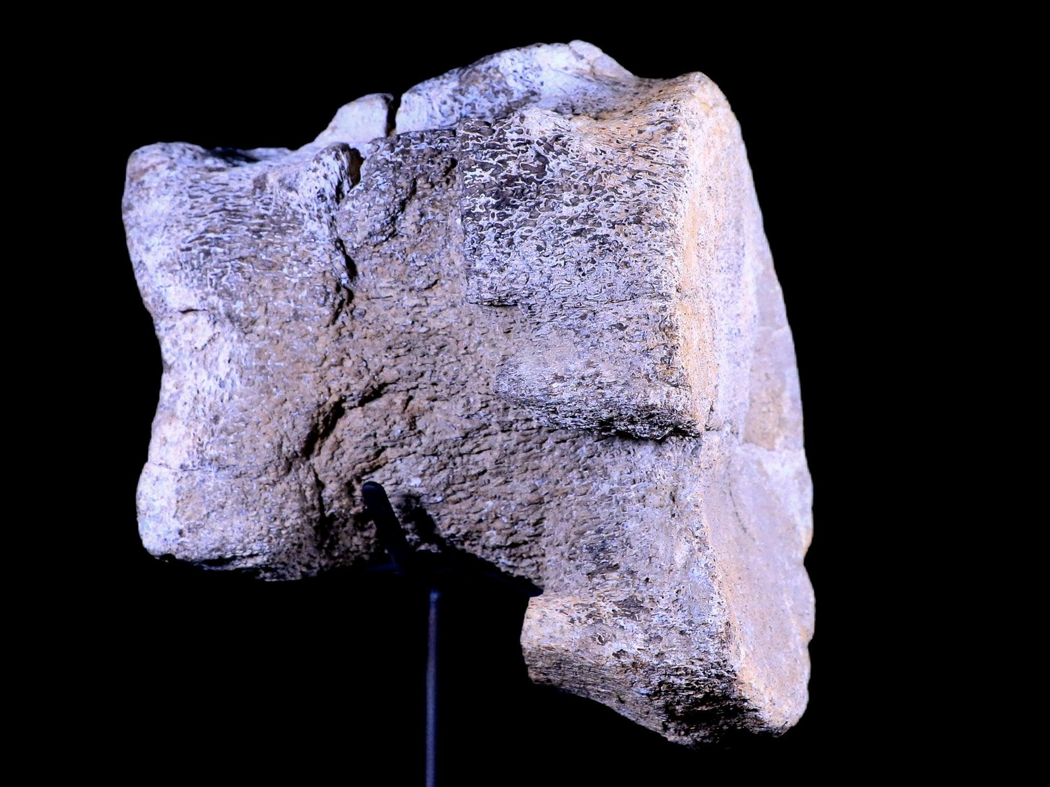 5.5" Camarasaurus Dinosaur Fossil Vertebrae Bone Morrison FM CO Jurassic COA Stand - Fossil Age Minerals