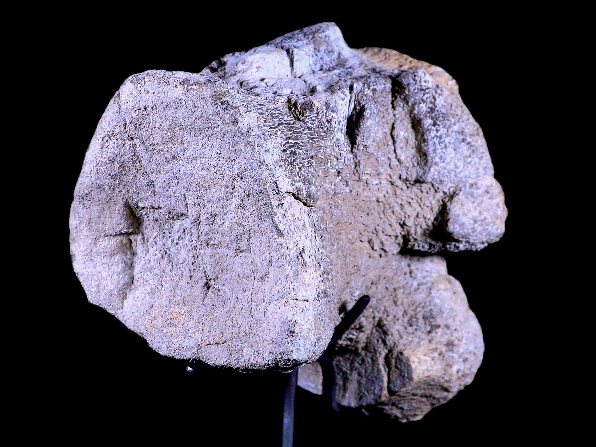 5.5" Camarasaurus Dinosaur Fossil Vertebrae Bone Morrison FM CO Jurassic COA Stand - Fossil Age Minerals