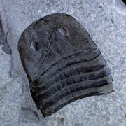 2.8" Eurypterus Sea Scorpion Head Fossil Silurian 420 Mil Yrs Old New York Stand