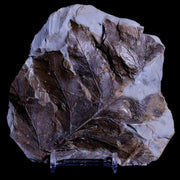4.6" Dryopteris Serrata Fossil Plant Leaf Paleocene Age Fort Union FM Glendive MT