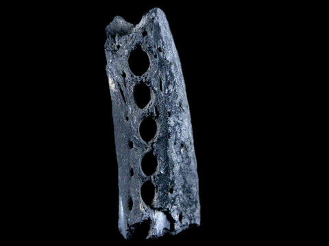 2.8" Crocodile Fossil Jaw Bone Lance Creek FM Wyoming Cretaceous Dinosaur Age - Fossil Age Minerals