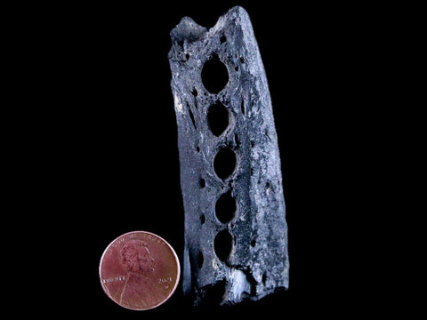 2.8" Crocodile Fossil Jaw Bone Lance Creek FM Wyoming Cretaceous Dinosaur Age - Fossil Age Minerals