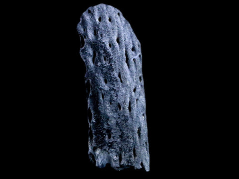 2.8" Crocodile Fossil Jaw Bone Lance Creek FM Wyoming Cretaceous Dinosaur Age - Fossil Age Minerals