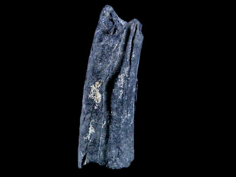 2.8" Crocodile Fossil Jaw Bone Lance Creek FM Wyoming Cretaceous Dinosaur Age - Fossil Age Minerals