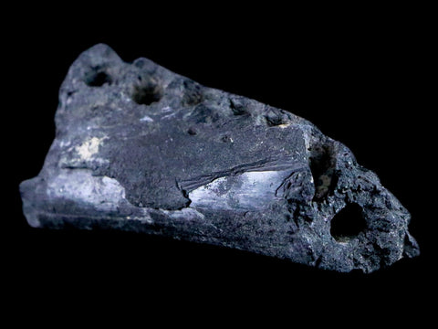 2.8" Crocodile Fossil Jaw Bone Lance Creek FM Wyoming Cretaceous Dinosaur Age - Fossil Age Minerals