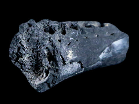2.8" Crocodile Fossil Jaw Bone Lance Creek FM Wyoming Cretaceous Dinosaur Age - Fossil Age Minerals