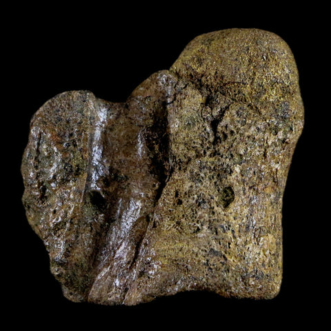 1.9" Crocodile Fossil Vertebrae Lance Creek FM Wyoming Cretaceous Dinosaur Age - Fossil Age Minerals