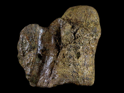 1.9" Crocodile Fossil Vertebrae Lance Creek FM Wyoming Cretaceous Dinosaur Age - Fossil Age Minerals