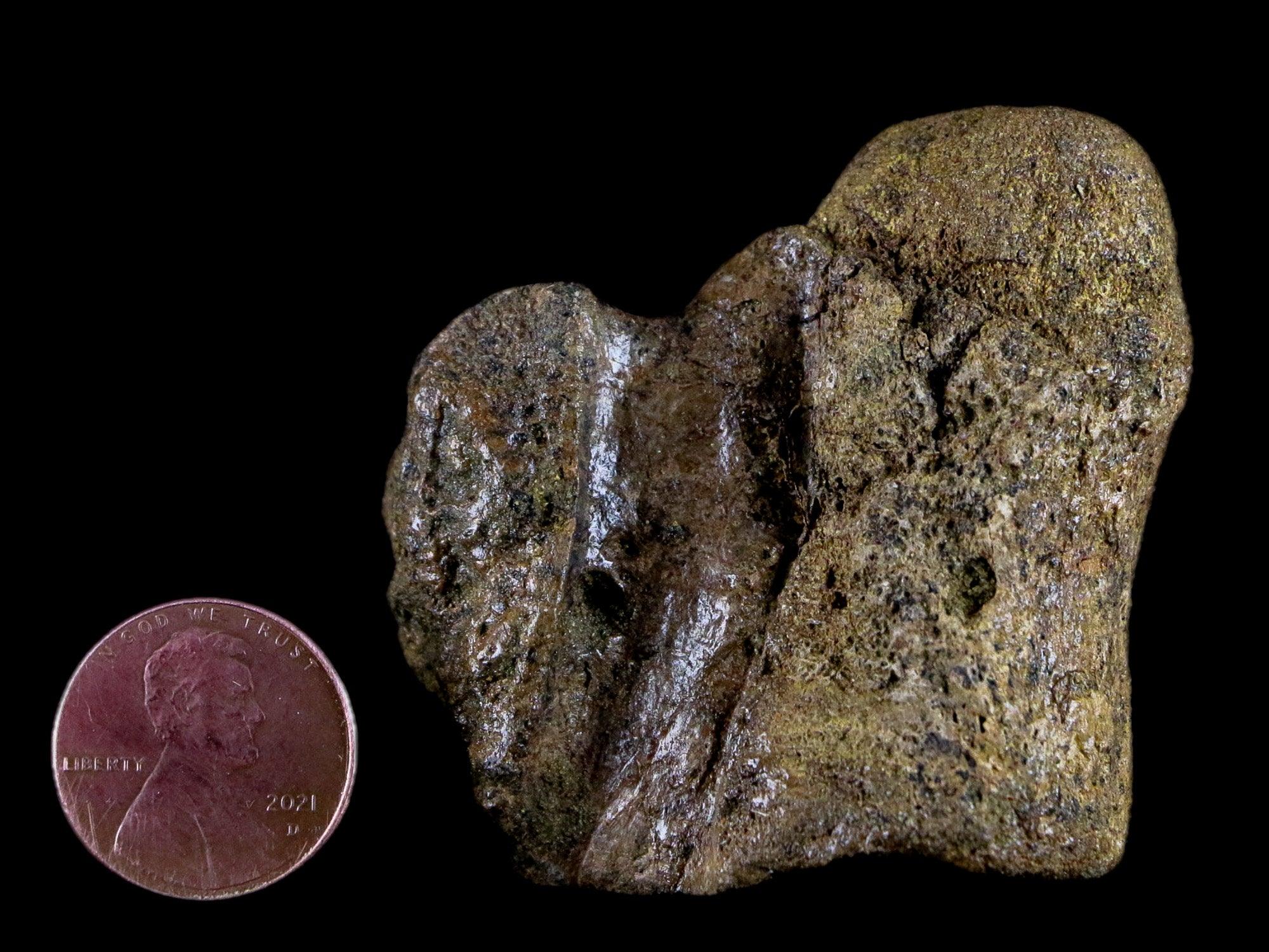 1.9" Crocodile Fossil Vertebrae Lance Creek FM Wyoming Cretaceous Dinosaur Age - Fossil Age Minerals