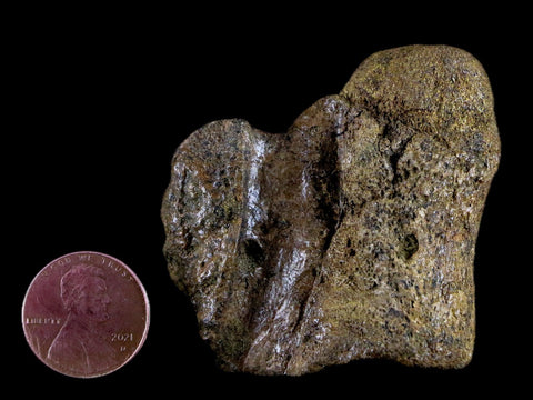 1.9" Crocodile Fossil Vertebrae Lance Creek FM Wyoming Cretaceous Dinosaur Age - Fossil Age Minerals