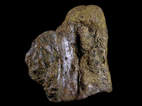 1.9" Crocodile Fossil Vertebrae Lance Creek FM Wyoming Cretaceous Dinosaur Age - Fossil Age Minerals