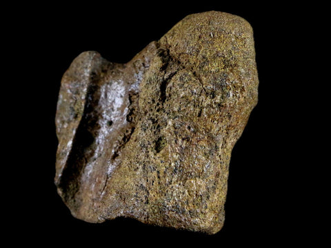 1.9" Crocodile Fossil Vertebrae Lance Creek FM Wyoming Cretaceous Dinosaur Age - Fossil Age Minerals