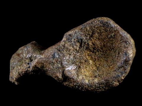 1.9" Crocodile Fossil Vertebrae Lance Creek FM Wyoming Cretaceous Dinosaur Age - Fossil Age Minerals