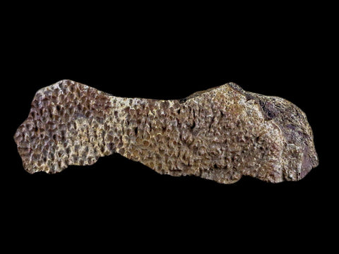 4.4" Fossil Turtle Shell Fossil Specimen Lance Creek Formation WY Cretaceous Age - Fossil Age Minerals