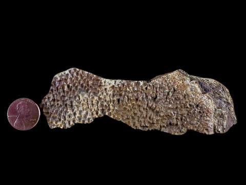 4.4" Fossil Turtle Shell Fossil Specimen Lance Creek Formation WY Cretaceous Age - Fossil Age Minerals