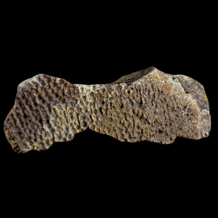 4.4" Fossil Turtle Shell Fossil Specimen Lance Creek Formation WY Cretaceous Age