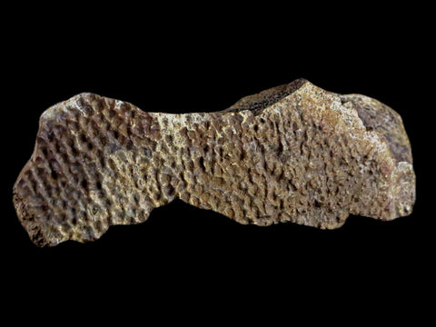 4.4" Fossil Turtle Shell Fossil Specimen Lance Creek Formation WY Cretaceous Age - Fossil Age Minerals