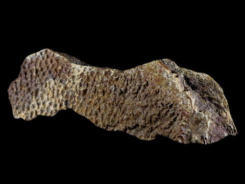4.4" Fossil Turtle Shell Fossil Specimen Lance Creek Formation WY Cretaceous Age - Fossil Age Minerals