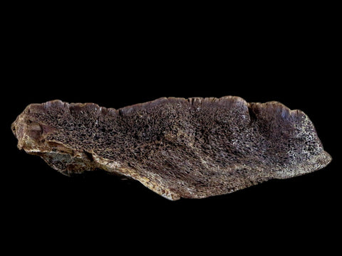 4.4" Fossil Turtle Shell Fossil Specimen Lance Creek Formation WY Cretaceous Age - Fossil Age Minerals