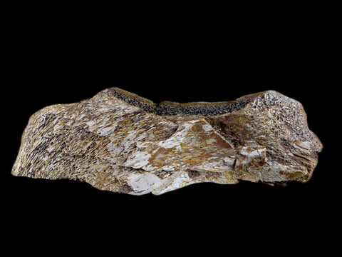 4.4" Fossil Turtle Shell Fossil Specimen Lance Creek Formation WY Cretaceous Age - Fossil Age Minerals