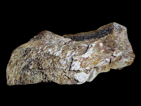 4.4" Fossil Turtle Shell Fossil Specimen Lance Creek Formation WY Cretaceous Age - Fossil Age Minerals