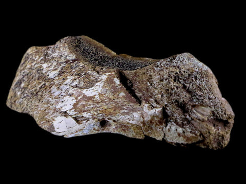 4.4" Fossil Turtle Shell Fossil Specimen Lance Creek Formation WY Cretaceous Age - Fossil Age Minerals
