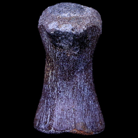 1.4" Crocodile Fossil Vertebrae Hell Creek FM North Dakota Cretaceous Dinosaur Age - Fossil Age Minerals