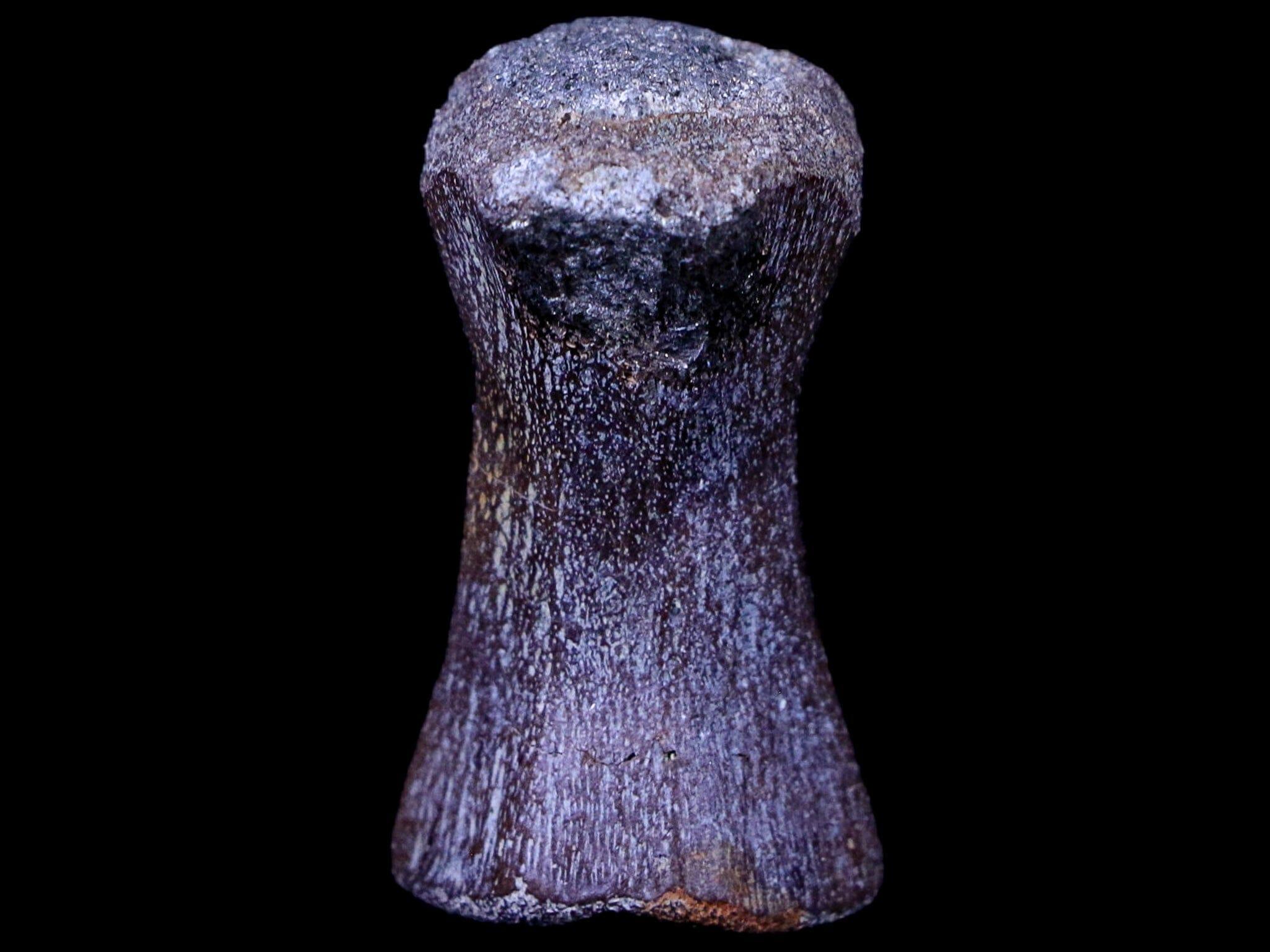1.4" Crocodile Fossil Vertebrae Hell Creek FM North Dakota Cretaceous Dinosaur Age - Fossil Age Minerals