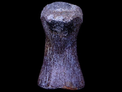 1.4" Crocodile Fossil Vertebrae Hell Creek FM North Dakota Cretaceous Dinosaur Age - Fossil Age Minerals