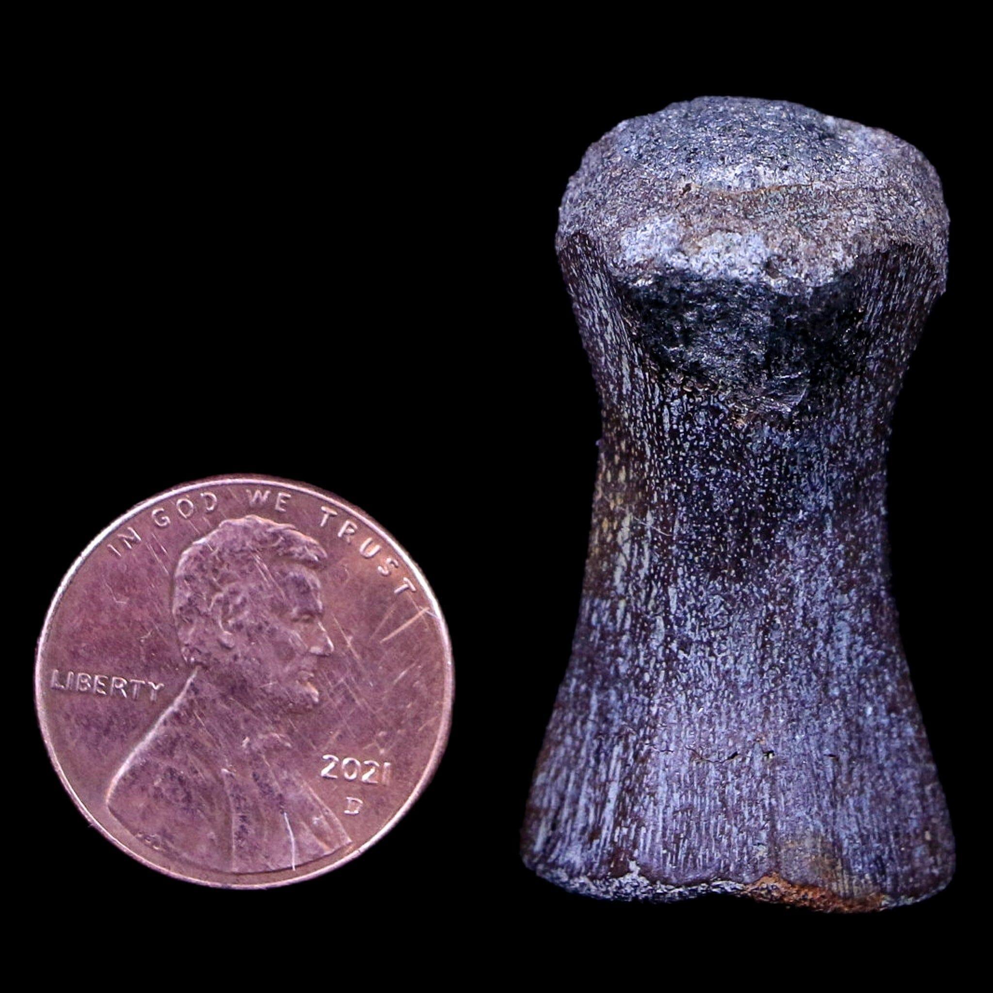 1.4" Crocodile Fossil Vertebrae Hell Creek FM North Dakota Cretaceous Dinosaur Age - Fossil Age Minerals