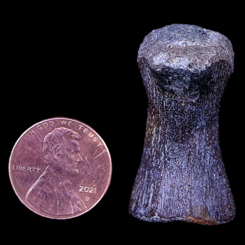 1.4" Crocodile Fossil Vertebrae Hell Creek FM North Dakota Cretaceous Dinosaur Age - Fossil Age Minerals