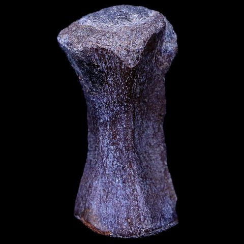 1.4" Crocodile Fossil Vertebrae Hell Creek FM North Dakota Cretaceous Dinosaur Age - Fossil Age Minerals