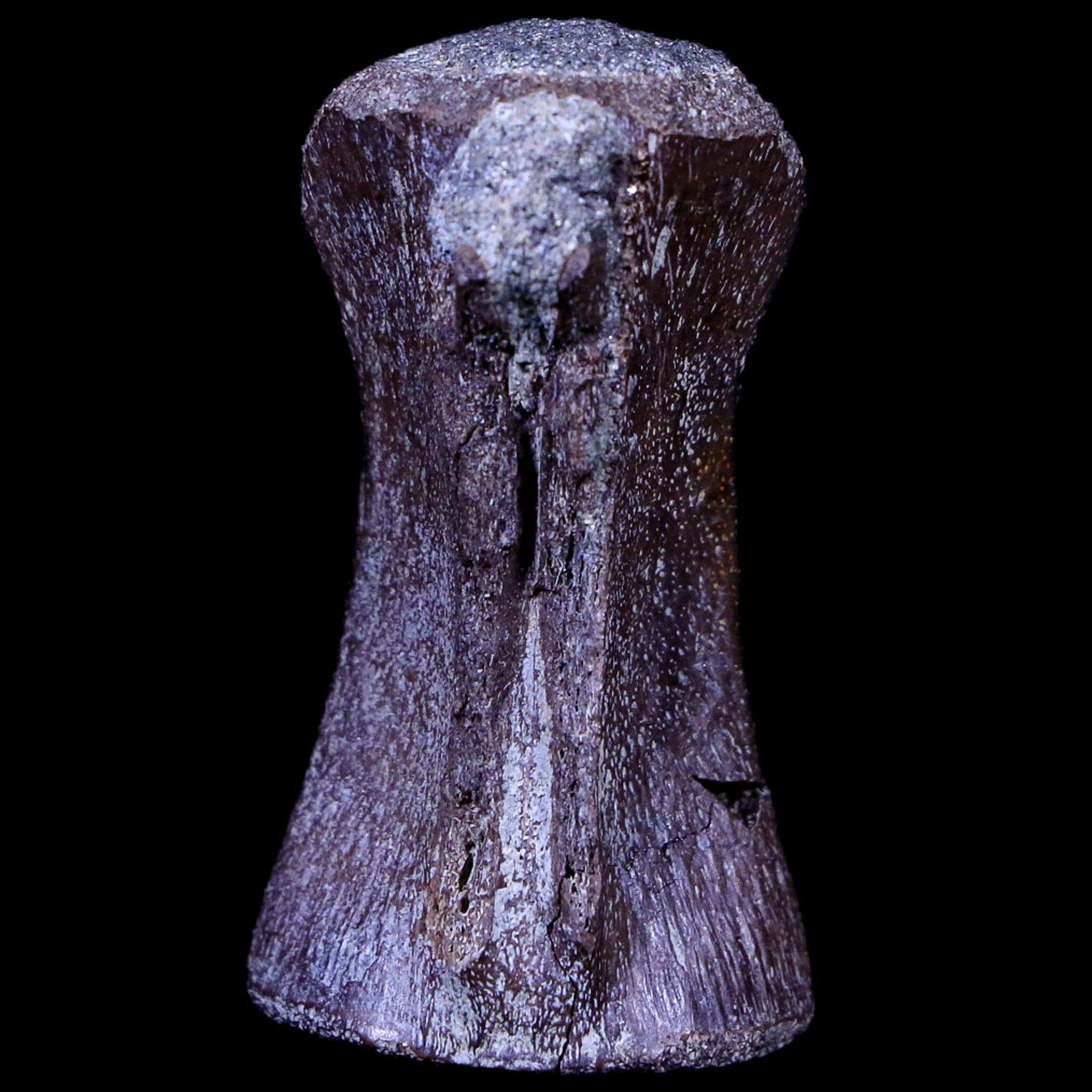 1.4" Crocodile Fossil Vertebrae Hell Creek FM North Dakota Cretaceous Dinosaur Age - Fossil Age Minerals