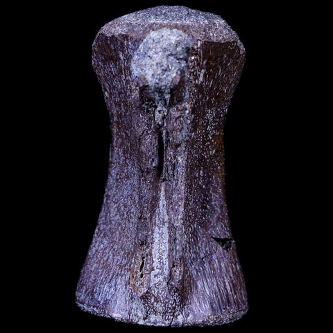 1.4" Crocodile Fossil Vertebrae Hell Creek FM North Dakota Cretaceous Dinosaur Age - Fossil Age Minerals