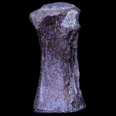 1.4" Crocodile Fossil Vertebrae Hell Creek FM North Dakota Cretaceous Dinosaur Age - Fossil Age Minerals